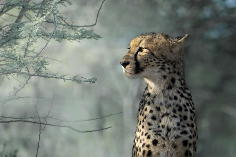 Shadow Watcher by Alexander Tasho - 1839 Photographer of the Year Wildlife Awards