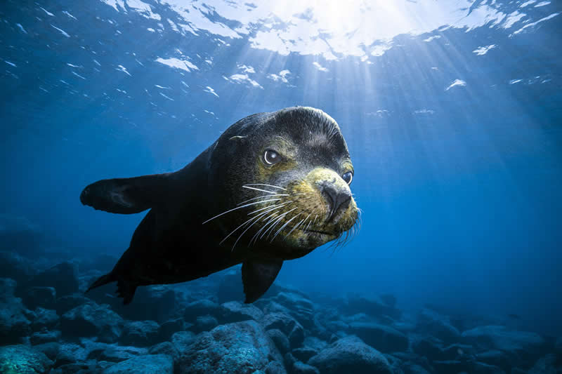The Boss by Damir Zurub - 1839 Photographer of the Year Wildlife Awards