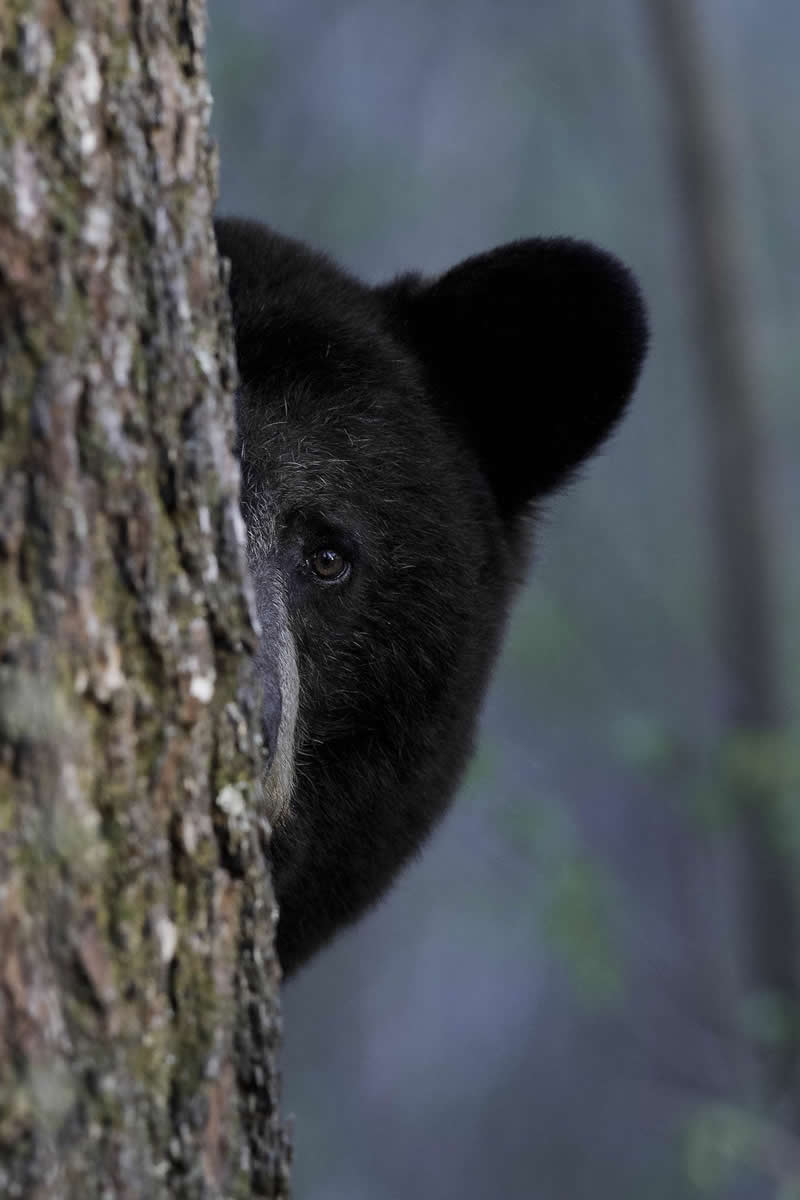 Observe, but Remain Silent by Dave Shaffer - 1839 Photographer of the Year Wildlife Awards
