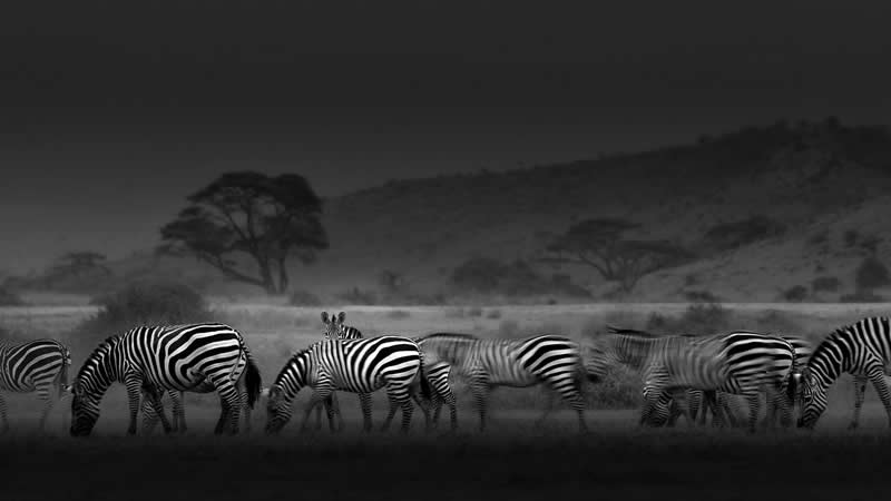 Passing Stipes by Luiza Michalewicz - 1839 Photographer of the Year Wildlife Awards