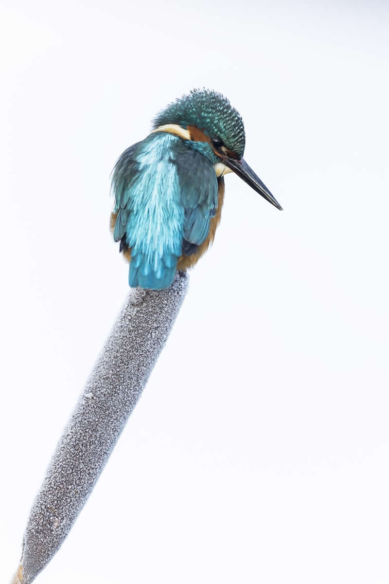 Kingfisher on ice by Vince Burton - 1839 Photographer of the Year Wildlife Awards