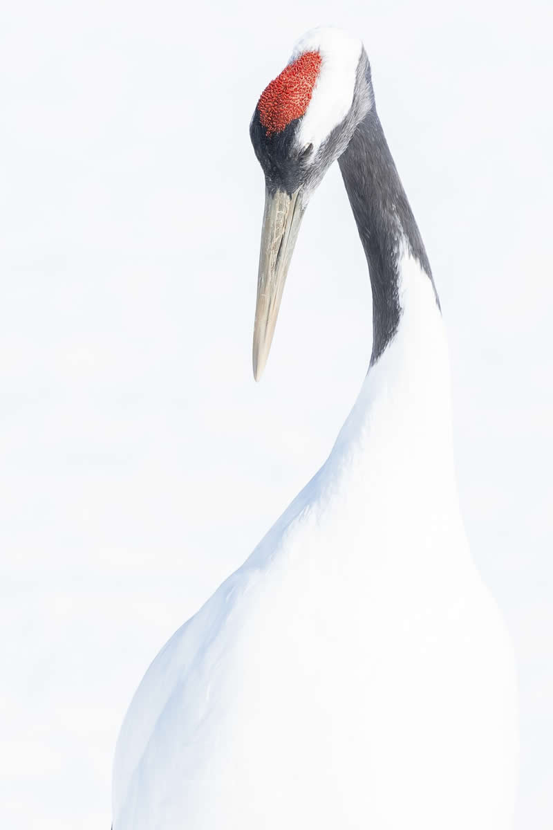 Japanese crane by Hiroto Fukuda - 1839 Photographer of the Year Wildlife Awards