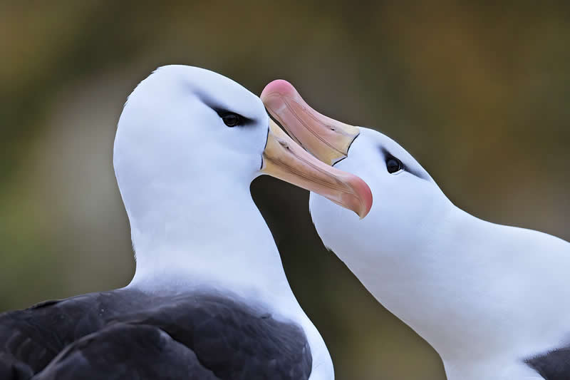 Black-browed Albatross by Barbara Fleming - 1839 Photographer of the Year Wildlife Awards