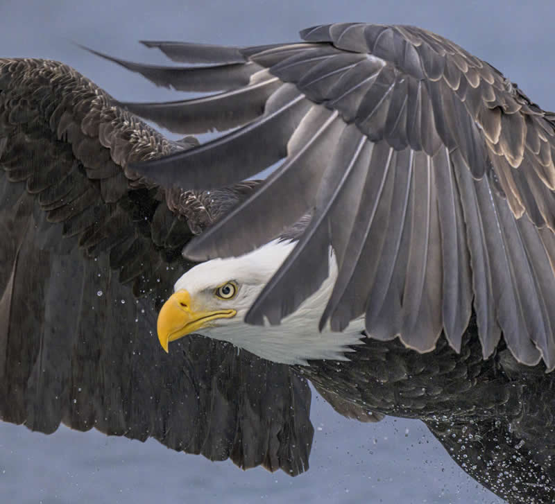Focused by David Breslauer - 1839 Photographer of the Year Wildlife Awards