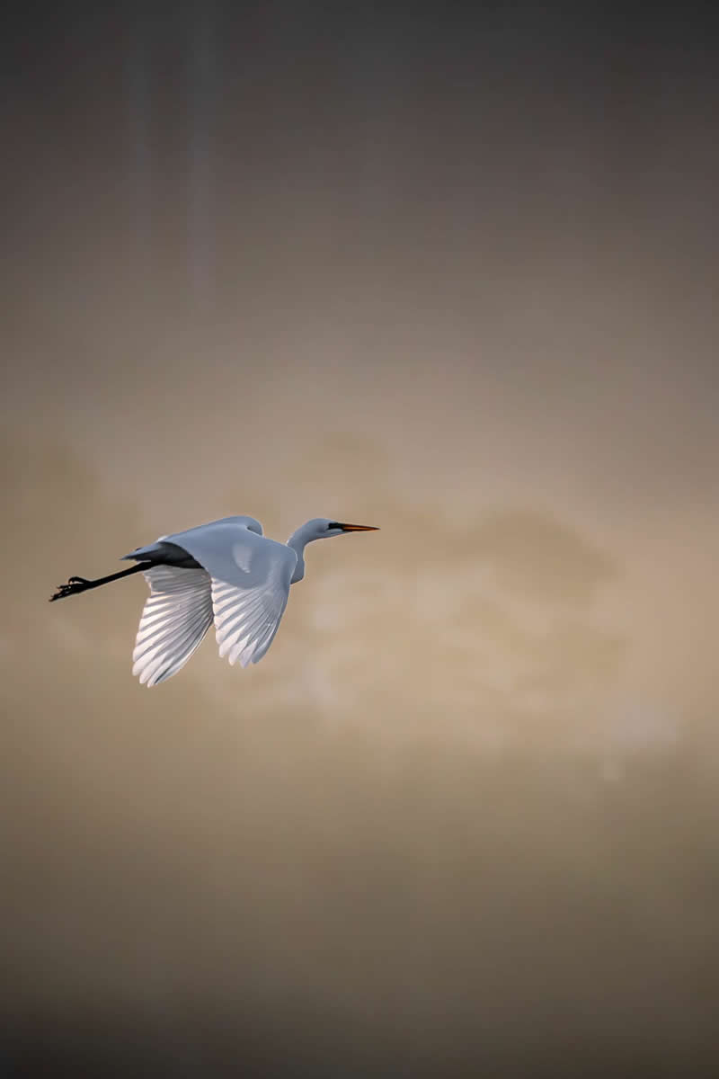 Great Egret Sunset by Kevin Hancock - 1839 Photographer of the Year Wildlife Awards