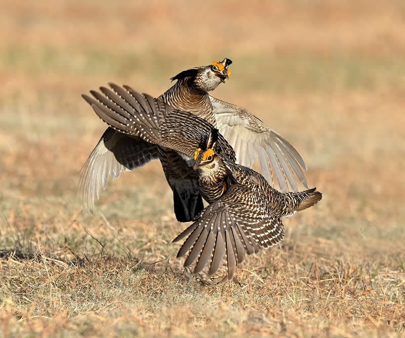 Battle Cry by Barbara Fleming - 1839 Photographer of the Year Wildlife Awards