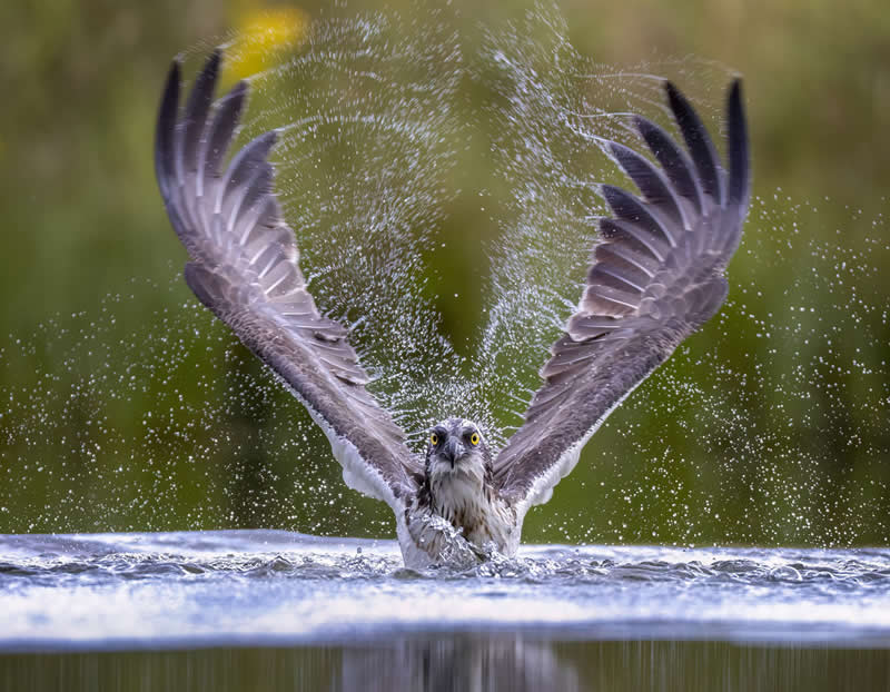 Lift Off by Guido Frazzini - 1839 Photographer of the Year Wildlife Awards
