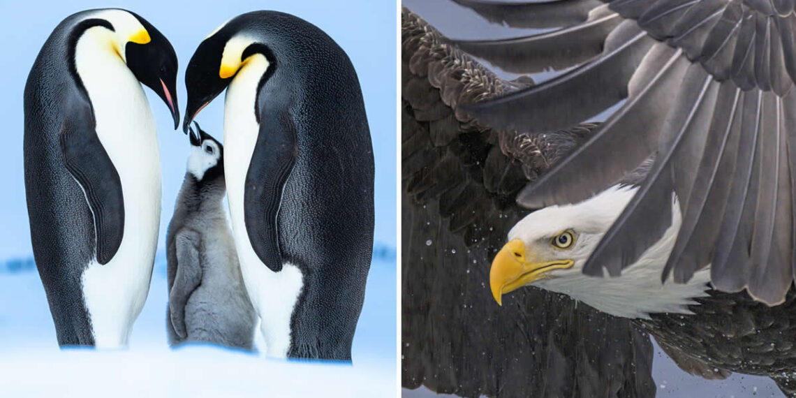 1839 Photographer of the Year Wildlife Awards
