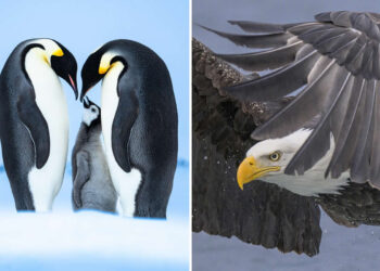1839 Photographer of the Year Wildlife Awards