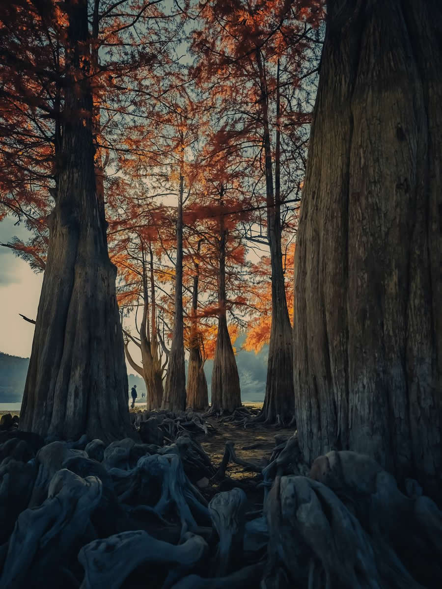 Award-Winning Mobile Photos from 35 Photography Awards
