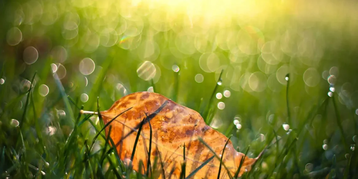 A fallen autumn leaf on dewy grass with soft bokeh sunlight in the background