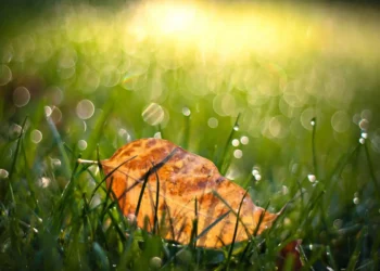 A fallen autumn leaf on dewy grass with soft bokeh sunlight in the background