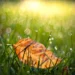 A fallen autumn leaf on dewy grass with soft bokeh sunlight in the background