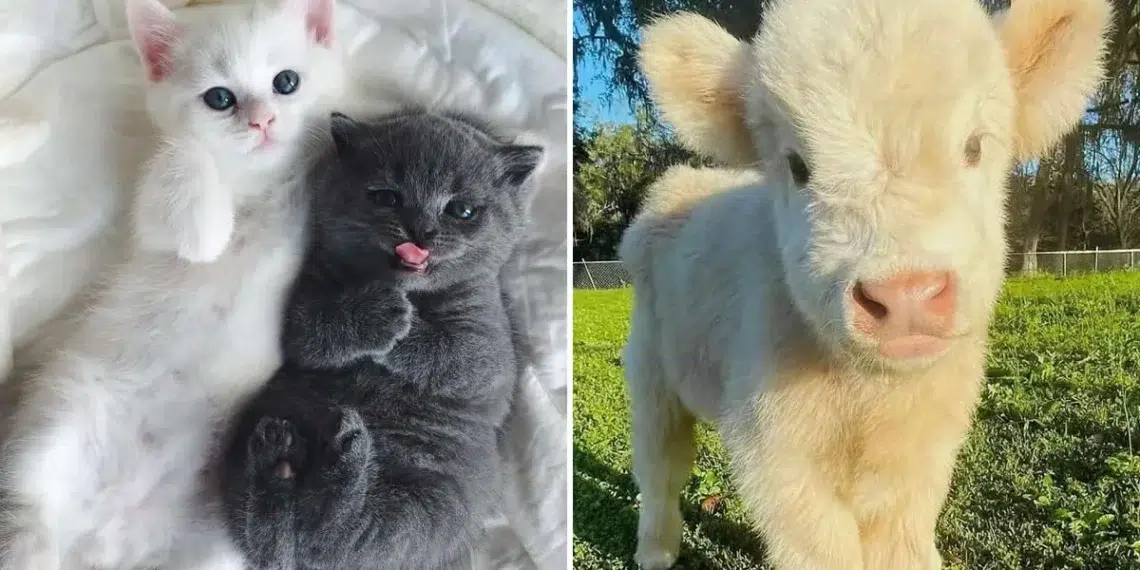 34 Adorable Tiny Animals So Cute They’ll Melt Your Heart Instantly and Brighten Your Day 35 Cute kittens and baby calf