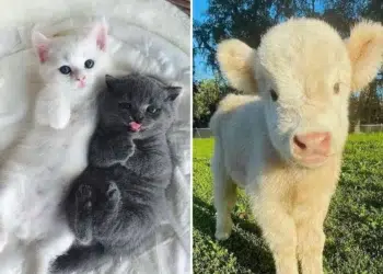 Cute kittens and baby calf