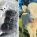 Cute kittens and baby calf