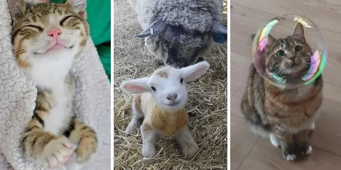 Three cute animals_ a sleeping kitten, a lamb with its mother sheep, and a cat wearing a bubble