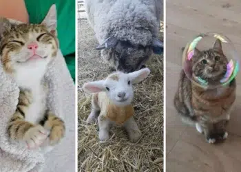Three cute animals_ a sleeping kitten, a lamb with its mother sheep, and a cat wearing a bubble