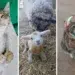 Three cute animals_ a sleeping kitten, a lamb with its mother sheep, and a cat wearing a bubble