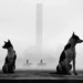 Two dogs sitting in the foreground with riders on horseback and a tall tower fading into fog behind them