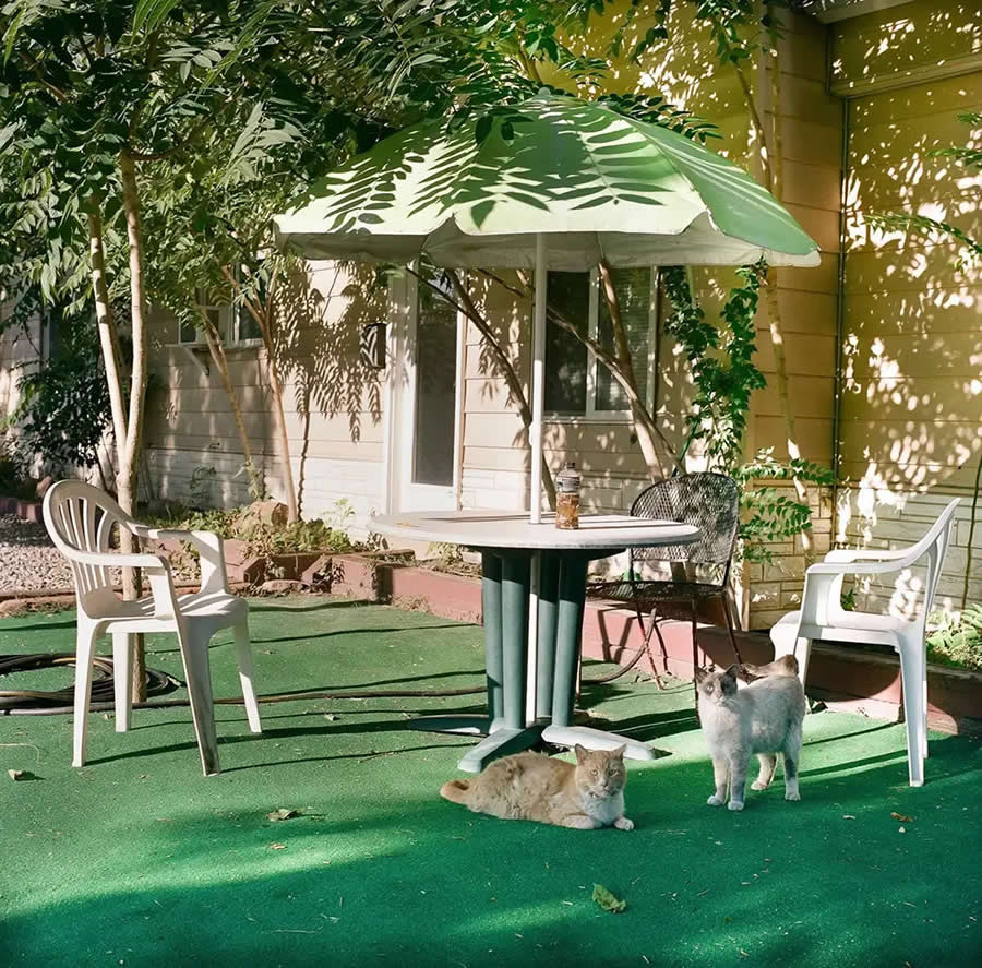 One Eyed Cat by Benjamin Littler, United States - 2025 AAP Magazine Awards Color Winners