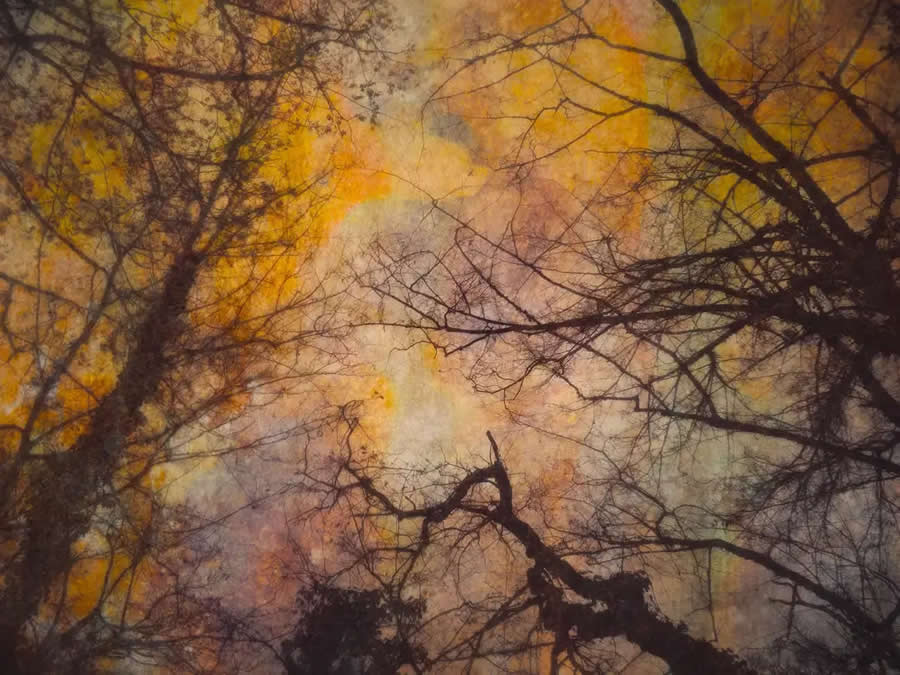 Bizarre Branches by Thaddäus Biberauer, Austria - 2025 AAP Magazine Awards Color Winners