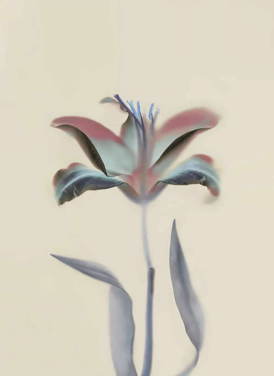 The Garden of My Tenderness by Oksana Omelchuk, Ukraine - 2025 AAP Magazine Awards Color Winners