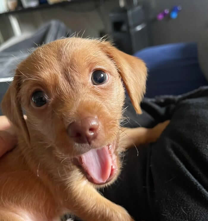Here’s Celeste And Her Best Smile - Adorable Animal Photos