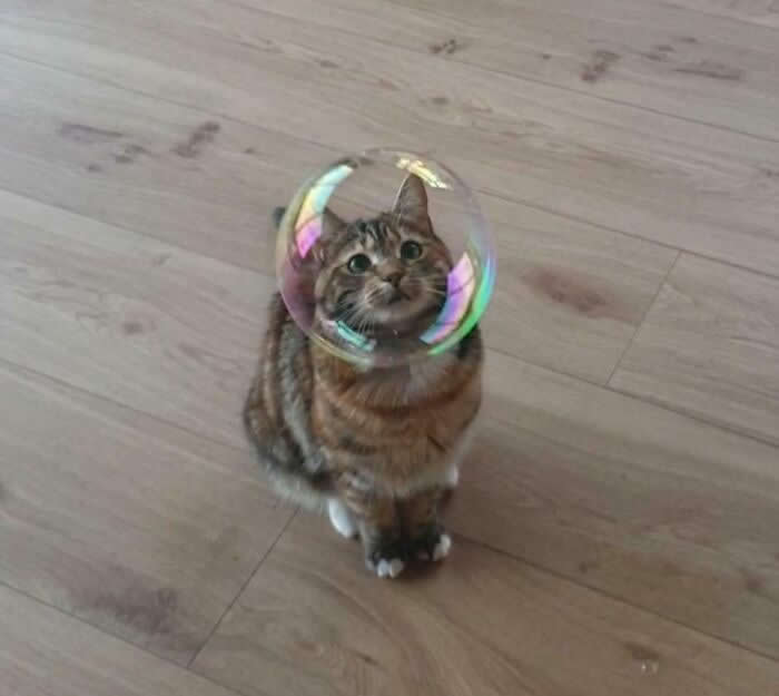 Bubble Head - Adorable Animal Photos