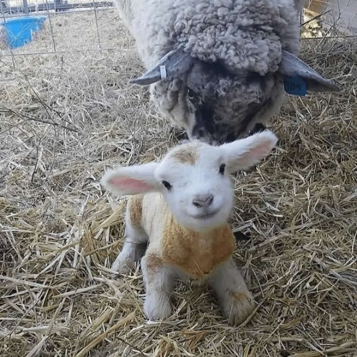 A 15-Minute-Old Lamb To Brighten Your Day - Adorable Animal Photos