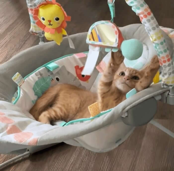 This Is Carl. He Thinks He Is The Baby - Adorable Animal Photos