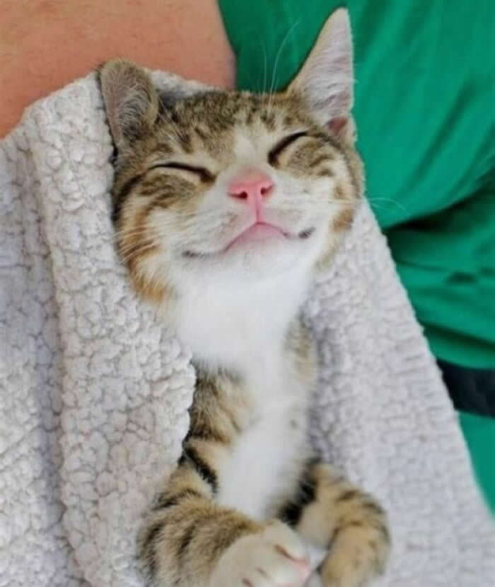 Warm Blanket - Adorable Animal Photos