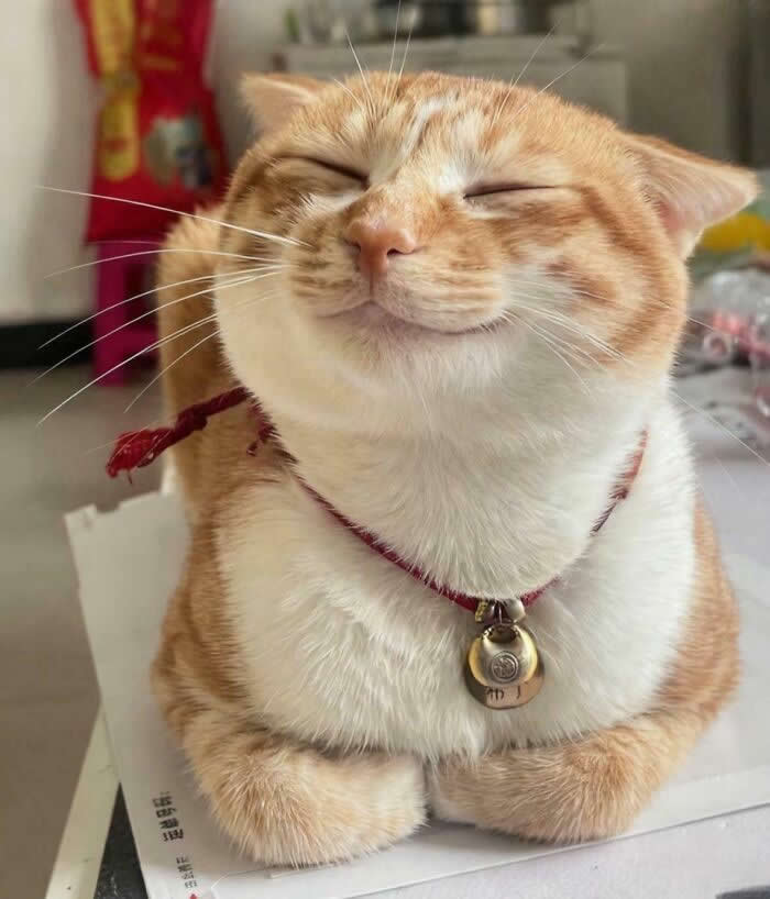 Happiest Cat You Will See - Adorable Animal Photos