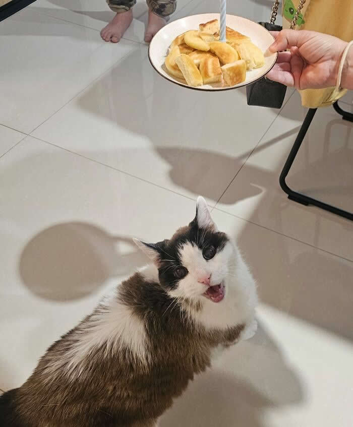 My Cat Turned 19. He Loves Pancakes - Adorable Animal Photos