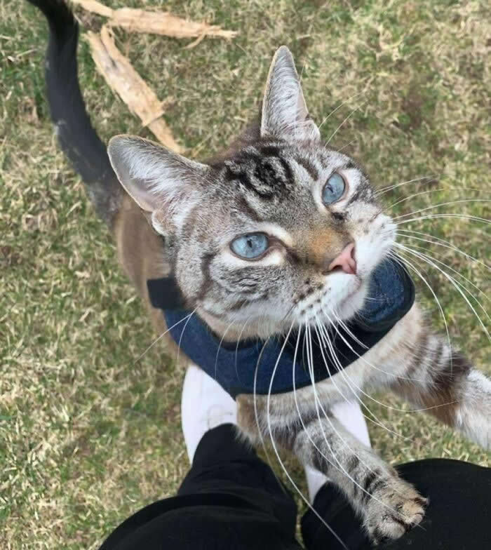 Mocha Loving His Outside Time, Despite Fighting Cancer - Adorable Animal Photos