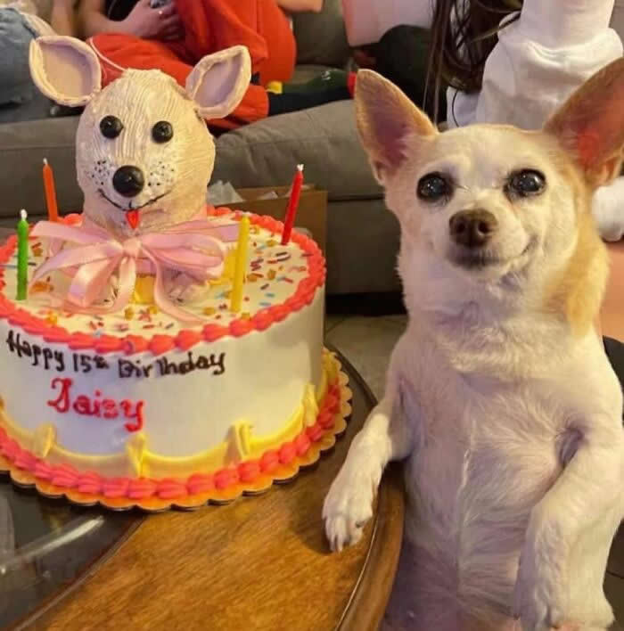 Best Day Ever!v - Adorable Animal Photos