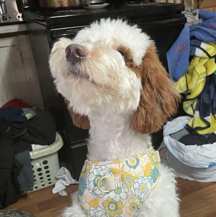 Stella Was Happy About Her First Haircut She Looks So Proud Dog Her Selfv - Adorable Animal Photos
