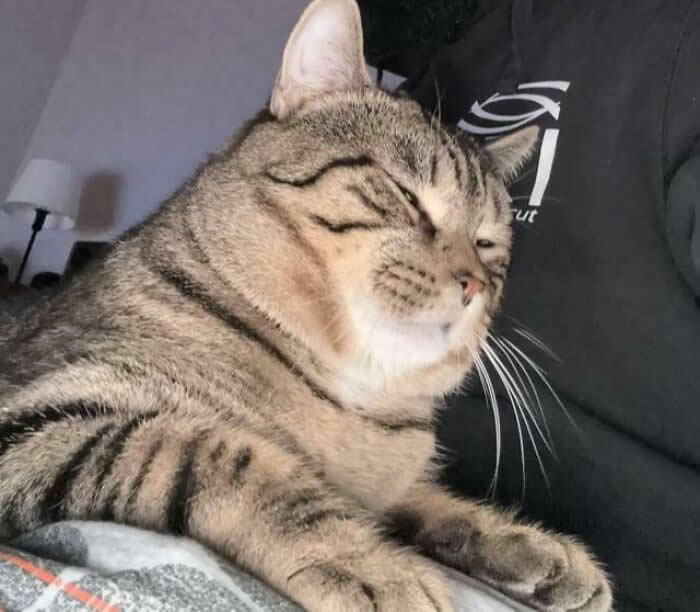 1.5 Years, First Time He Ever Jumped On My Lap - Adorable Animal Photos