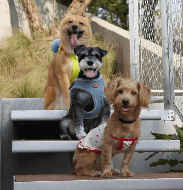 We Got The 3 To Pose - Adorable Animal Photos