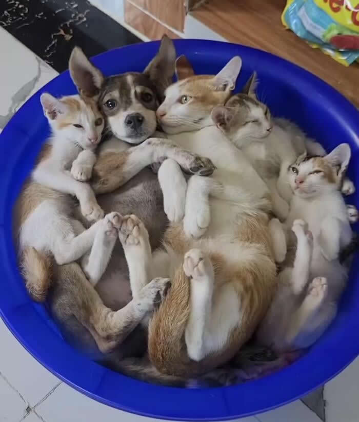 Perfect Circle! - Adorable Animal Photos