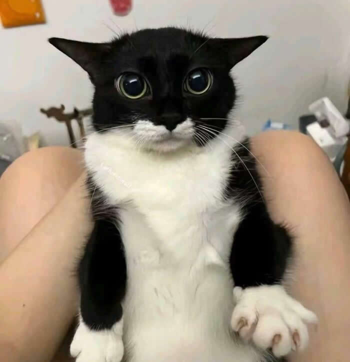 Eyes Dont Lie - Adorable Animal Photos