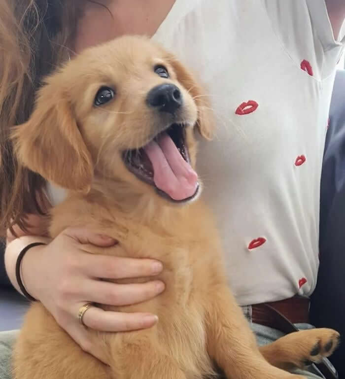 New Home, New Smile! Our Pup’s First Grin - Adorable Animal Photos
