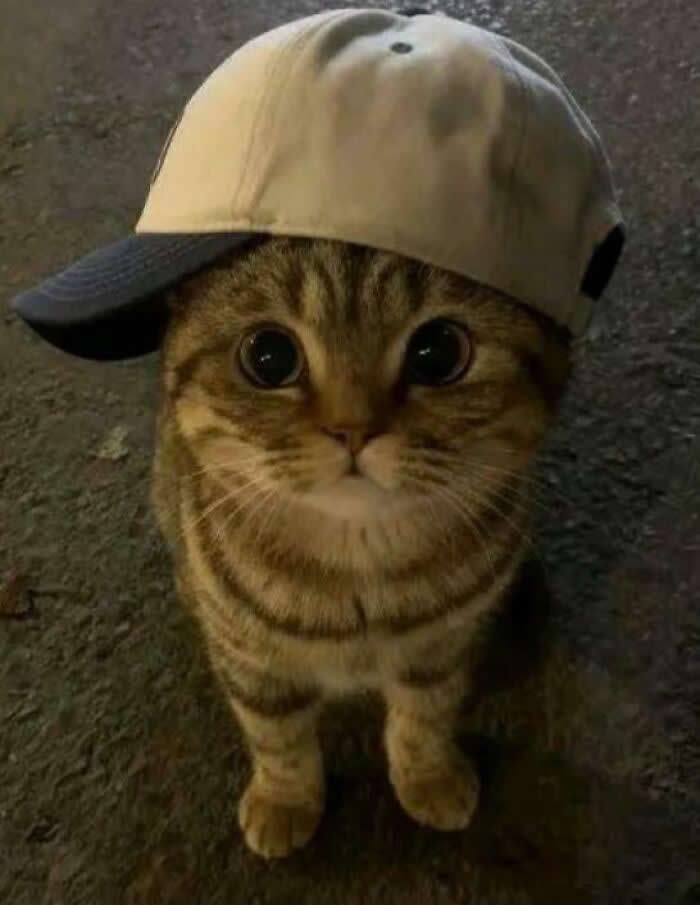 Adorable Animal Photos