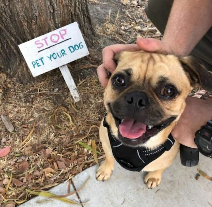 Milo Was Pretty Happy I Obeyed The Sign! - Adorable Animal Photos