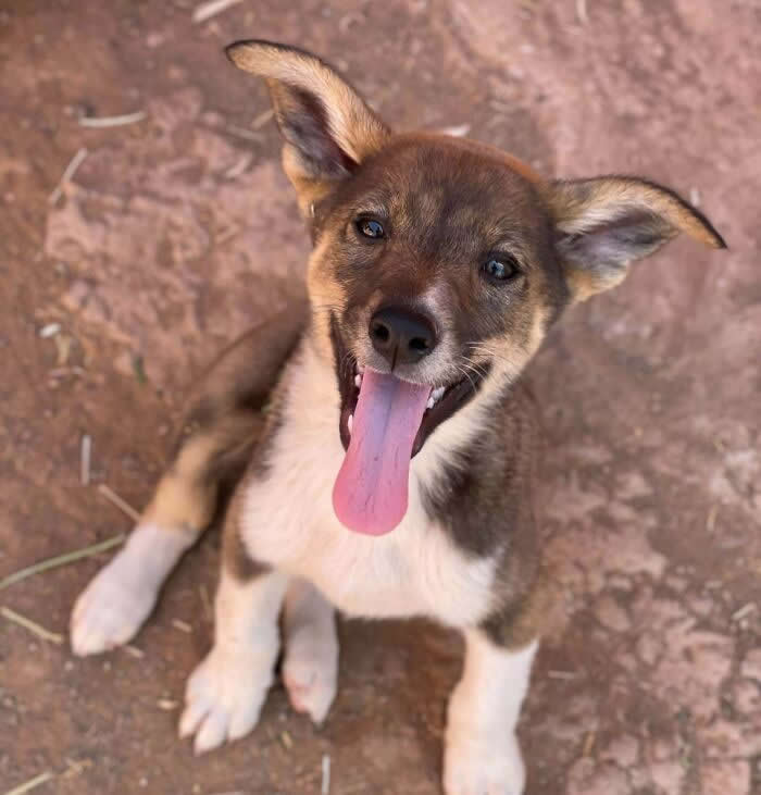 With Nearly 900 Puppers At Our Sanctuary Sara Morocco We Are Greeted Daily By Happy Smiling Pups - Adorable Animal Photos