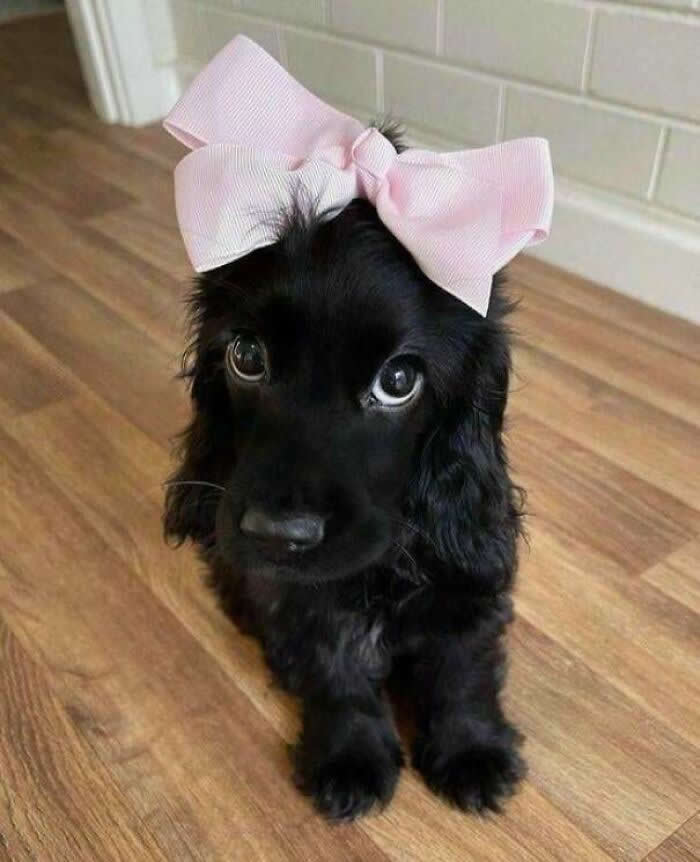 Adorable Animal Photos