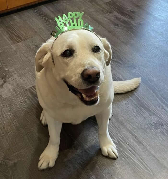 Our Bestest Boy Turns 9 Today - Adorable Animal Photos