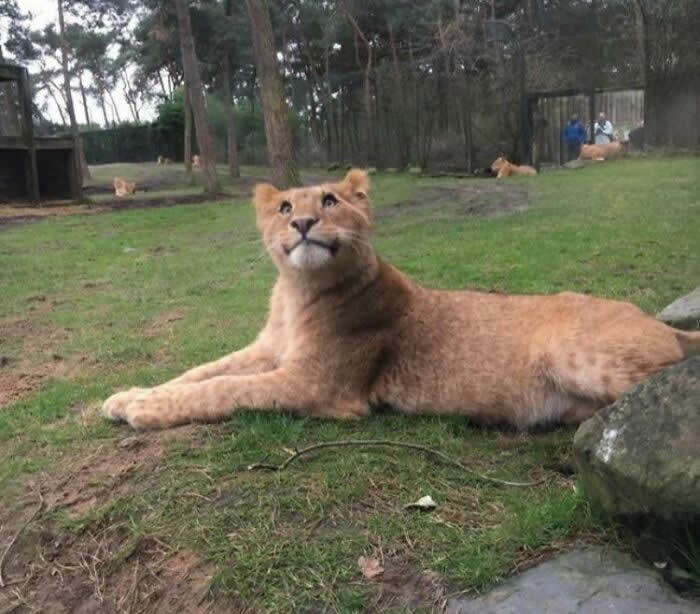 Happy Lion - Adorable Animal Photos