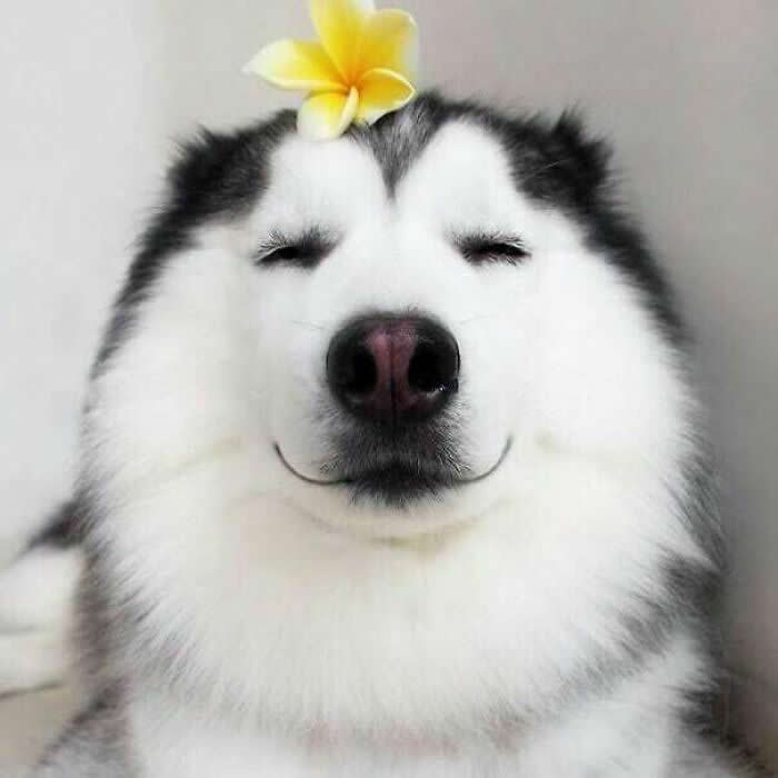 Happy Husky - Adorable Animal Photos