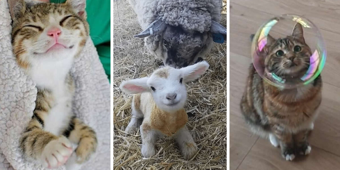 Adorable Animal Photos